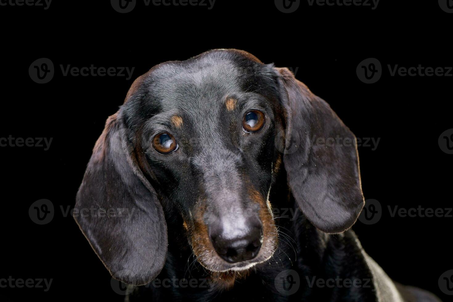 Portrait of an adorable short hair black and tan dachshund photo