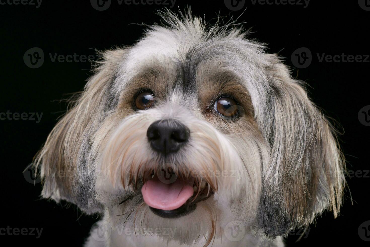 Portrait of an adorable Havanese dog photo