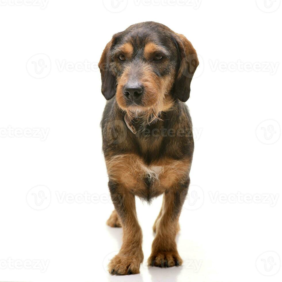 Studio shot of an adorable mixed breed dog photo