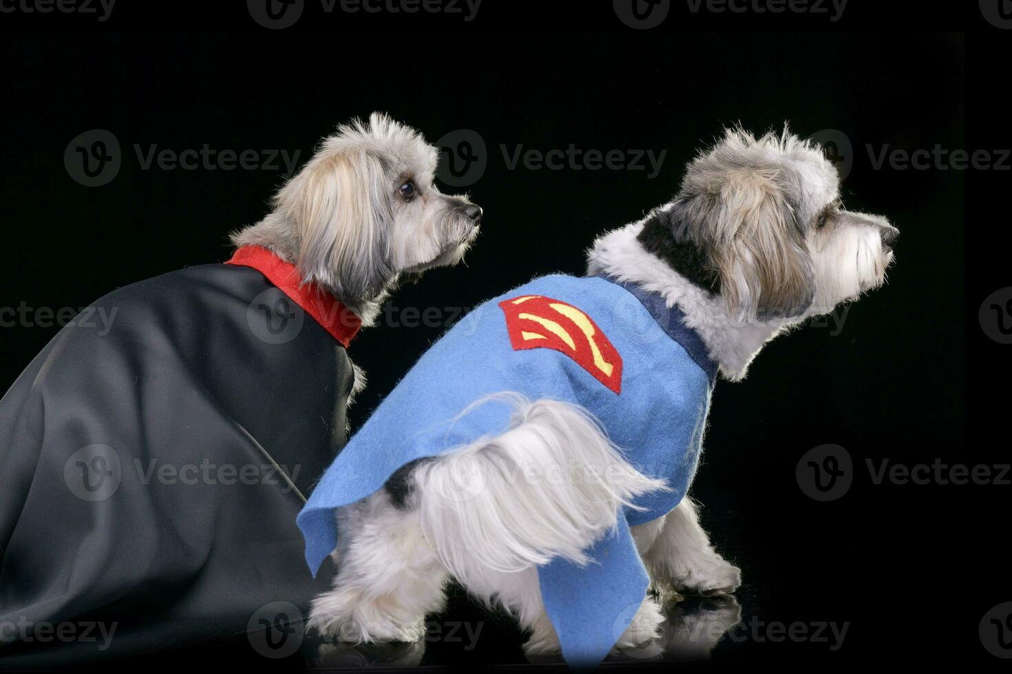 Two adorable Havanese dog wearing funny coats photo