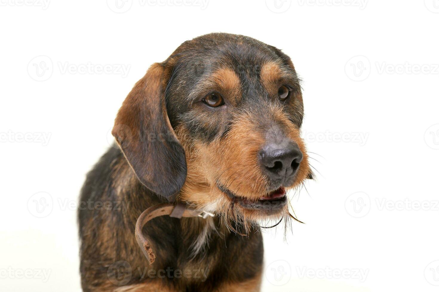 Portrait of an adorable mixed breed dog photo