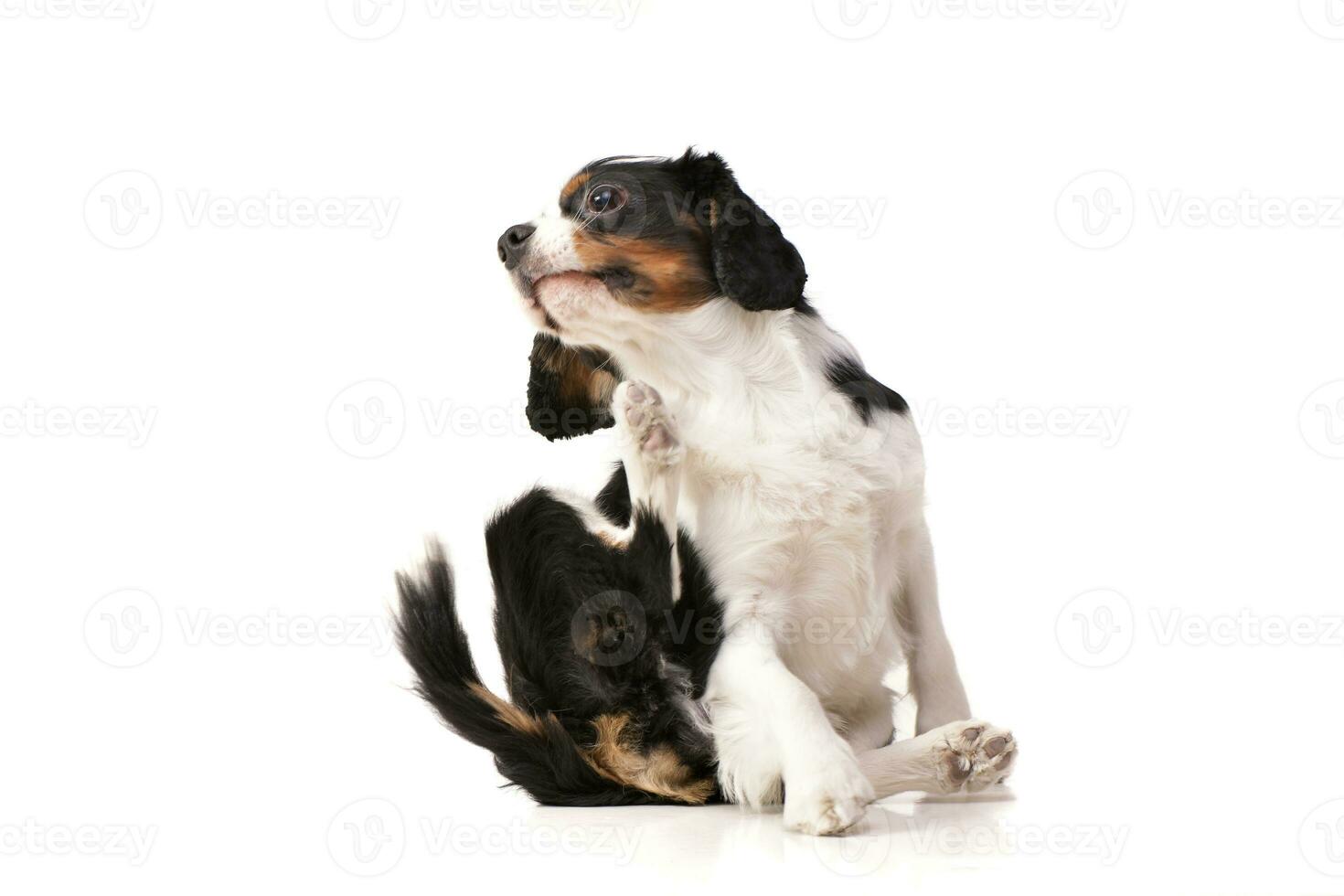 Studio shot of an adorable Cavalier King Charles Spaniel photo