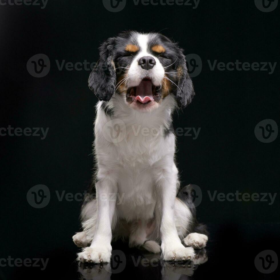 Studio shot of an adorable Cavalier King Charles Spaniel photo