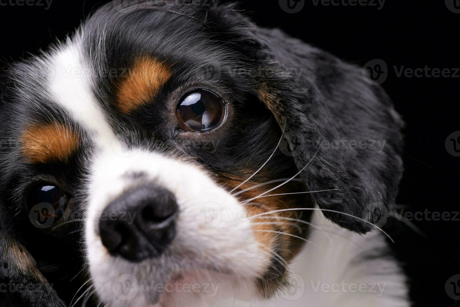 Portrait of an adorable Cavalier King Charles Spaniel photo