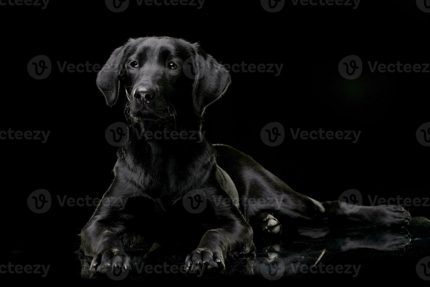 estudio Disparo de un adorable Labrador perdiguero foto