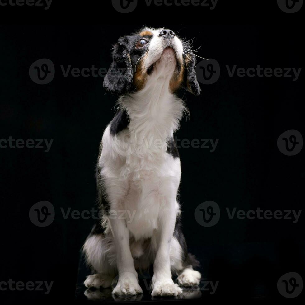 Studio shot of an adorable Cavalier King Charles Spaniel photo