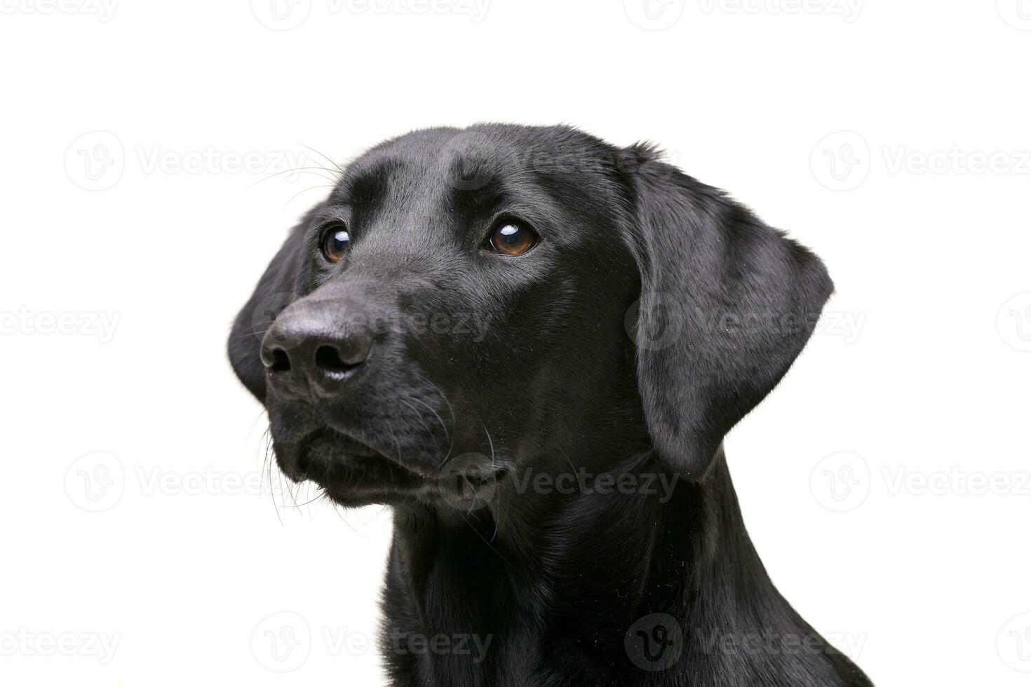 Portrait of an adorable Labrador retriever photo