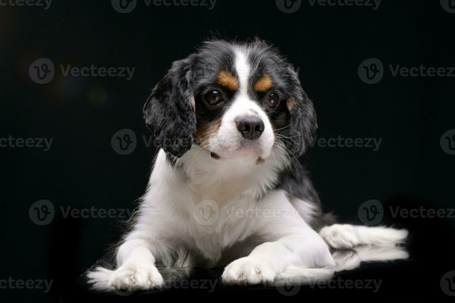 Studio shot of an adorable Cavalier King Charles Spaniel photo