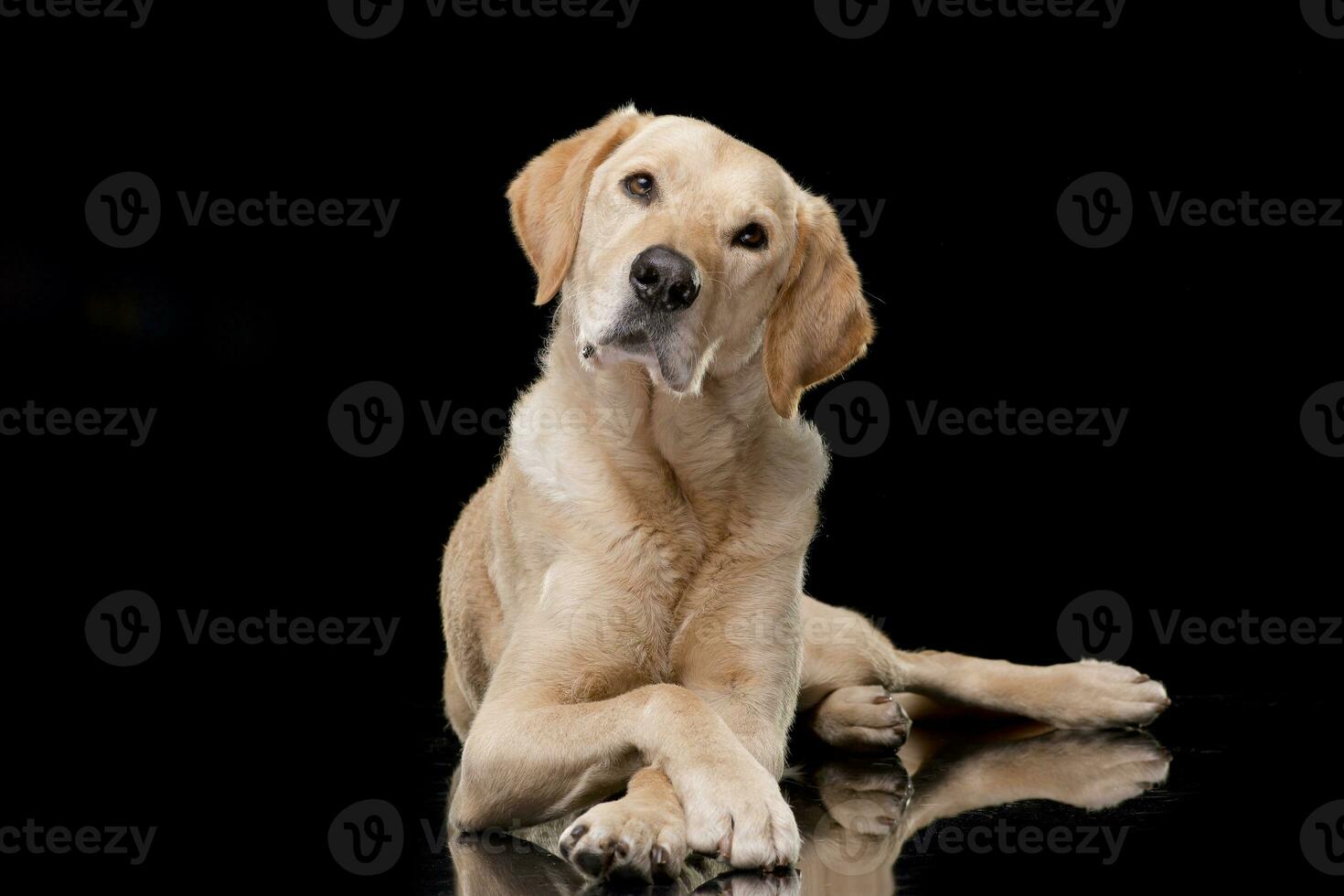 Studio shot of an adorable Golden retriever photo