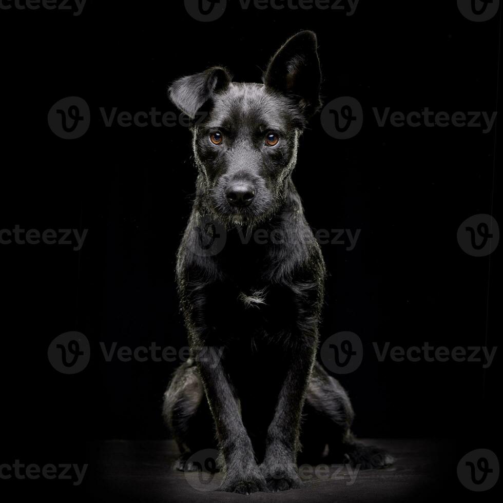 estudio Disparo de un adorable mezclado raza perro foto
