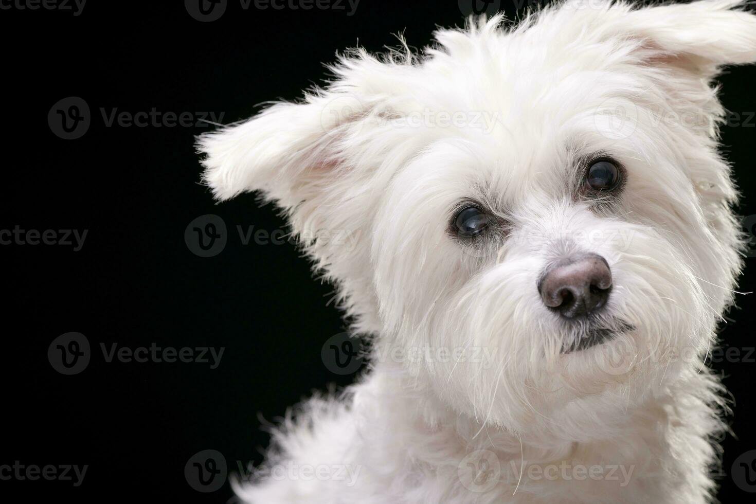 Portrait of an adorable mixed breed dog photo