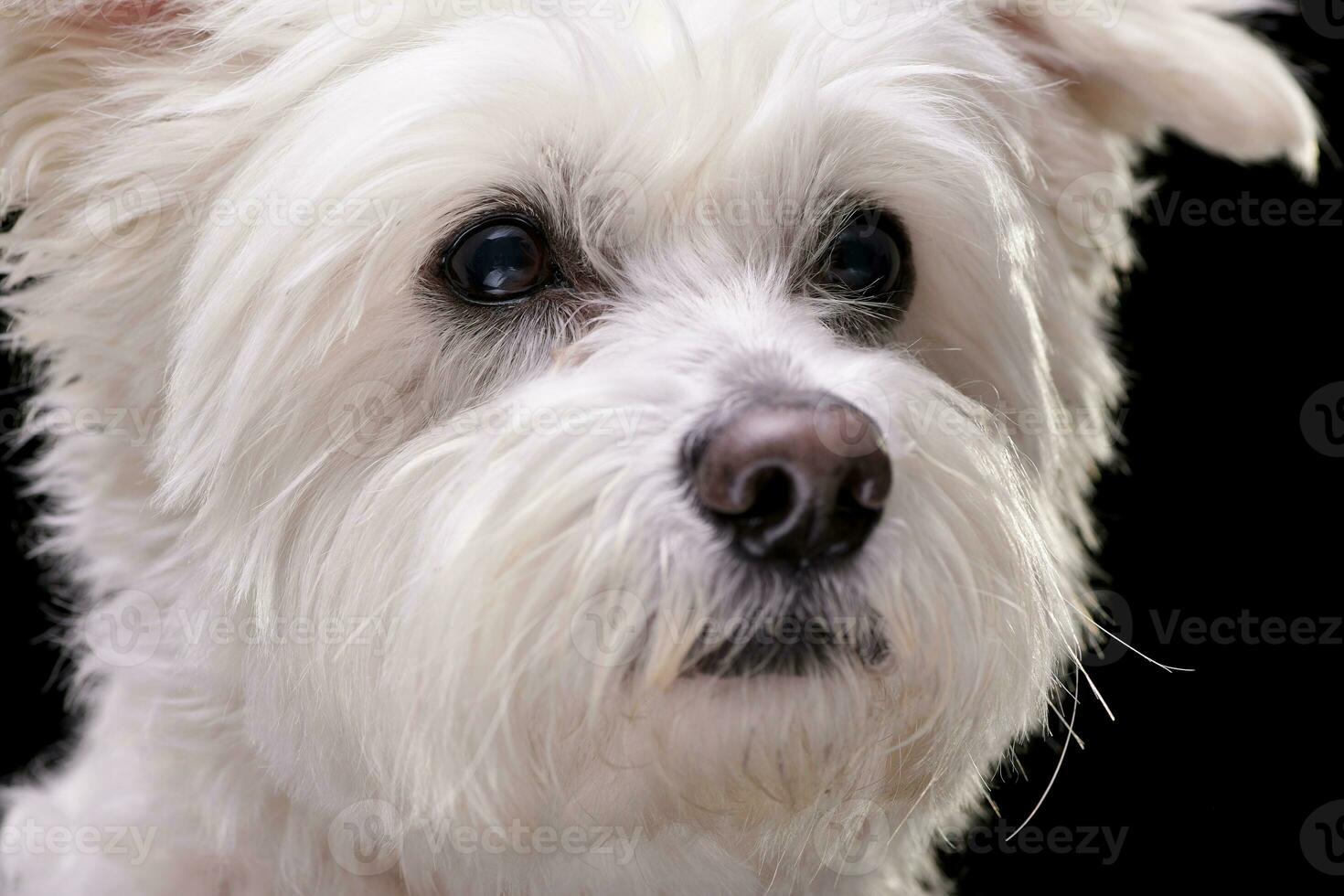 Portrait of an adorable mixed breed dog photo