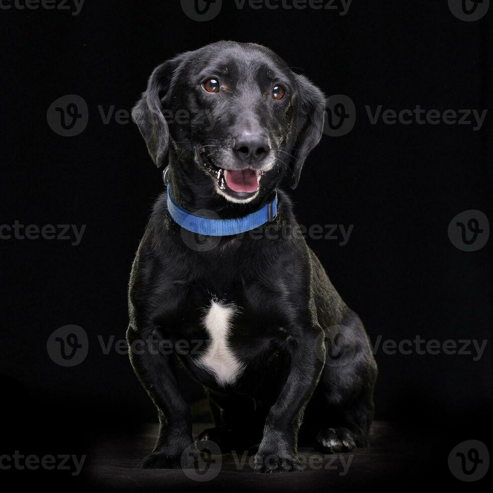 Studio shot of an adorable mixed breed dog photo