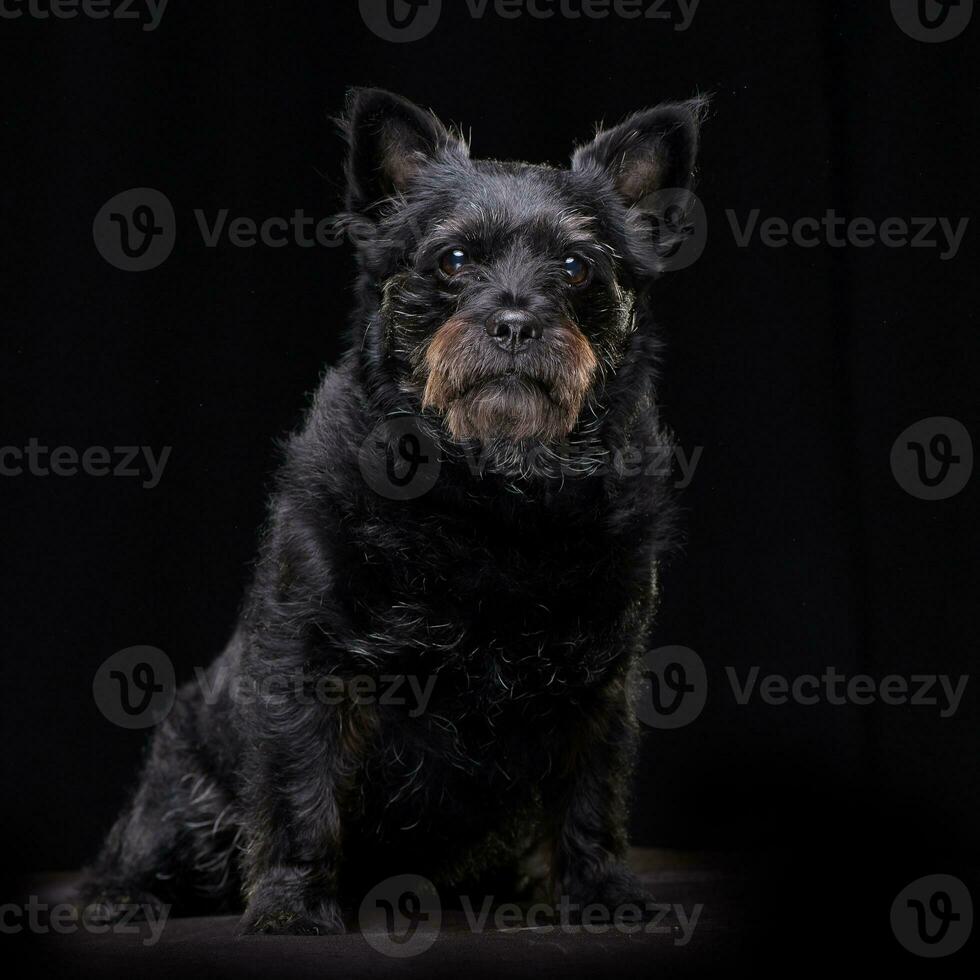 Studio shot of an adorable mixed breed dog photo