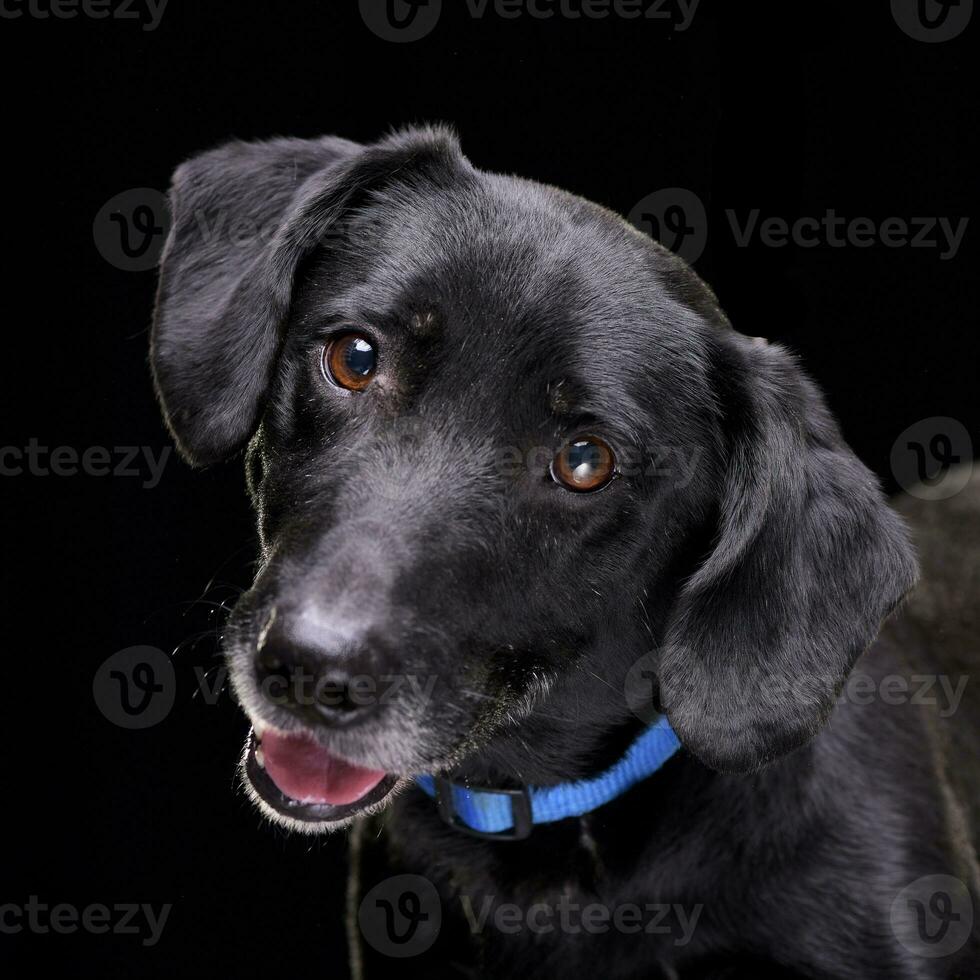 Portrait of an adorable mixed breed dog photo