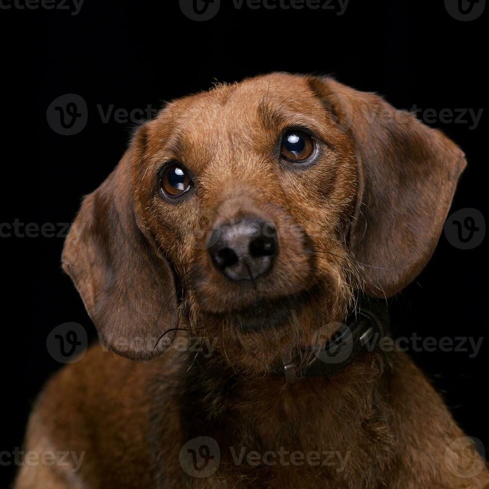 Portrait of an adorable mixed breed dog photo