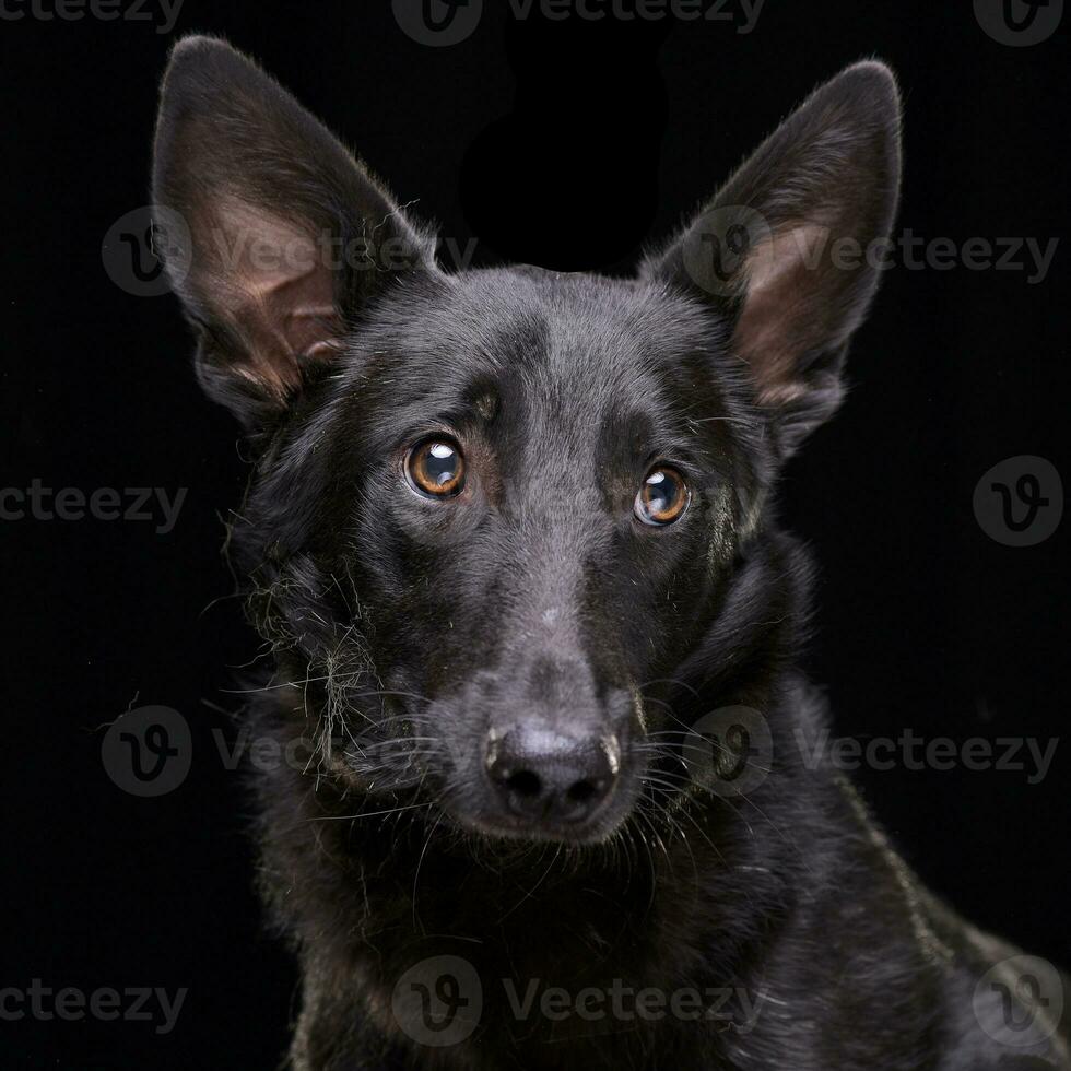 Portrait of an adorable mixed breed dog photo