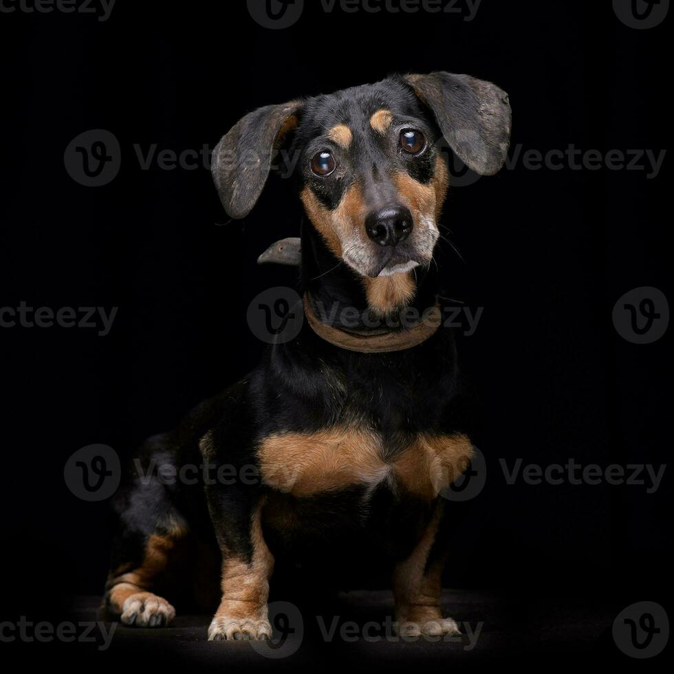 Studio shot of an adorable mixed breed dog photo