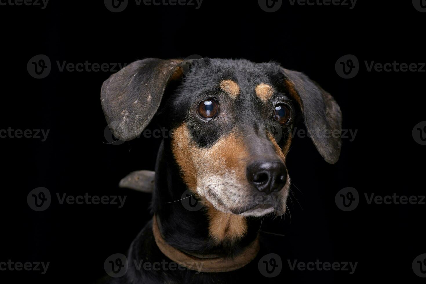 retrato de un adorable mezclado raza perro foto