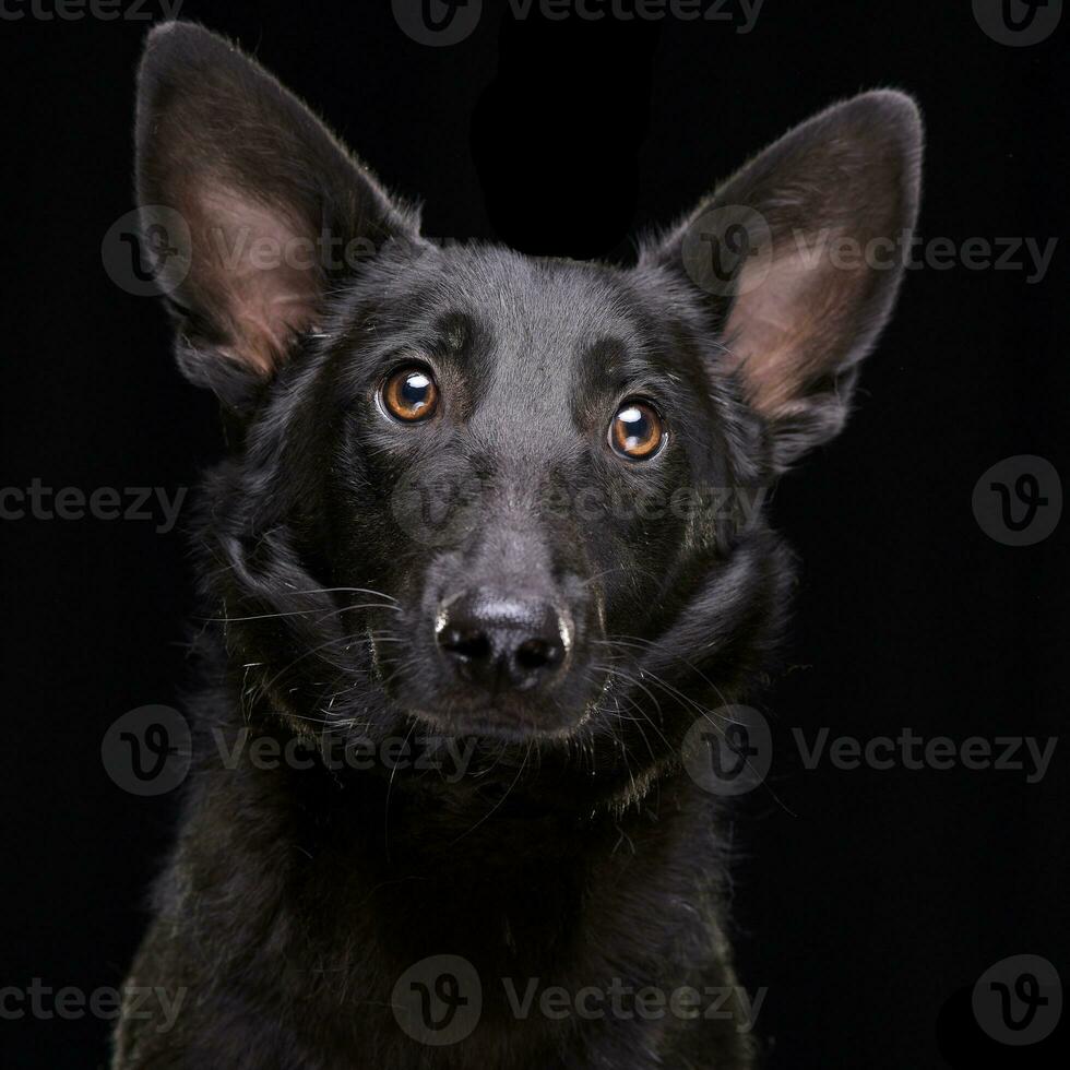 retrato de un adorable mezclado raza perro foto