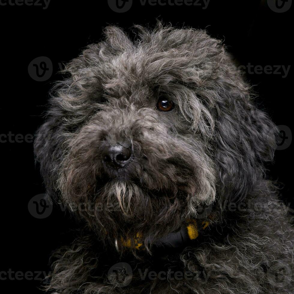 Portrait of an adorable mixed breed dog photo