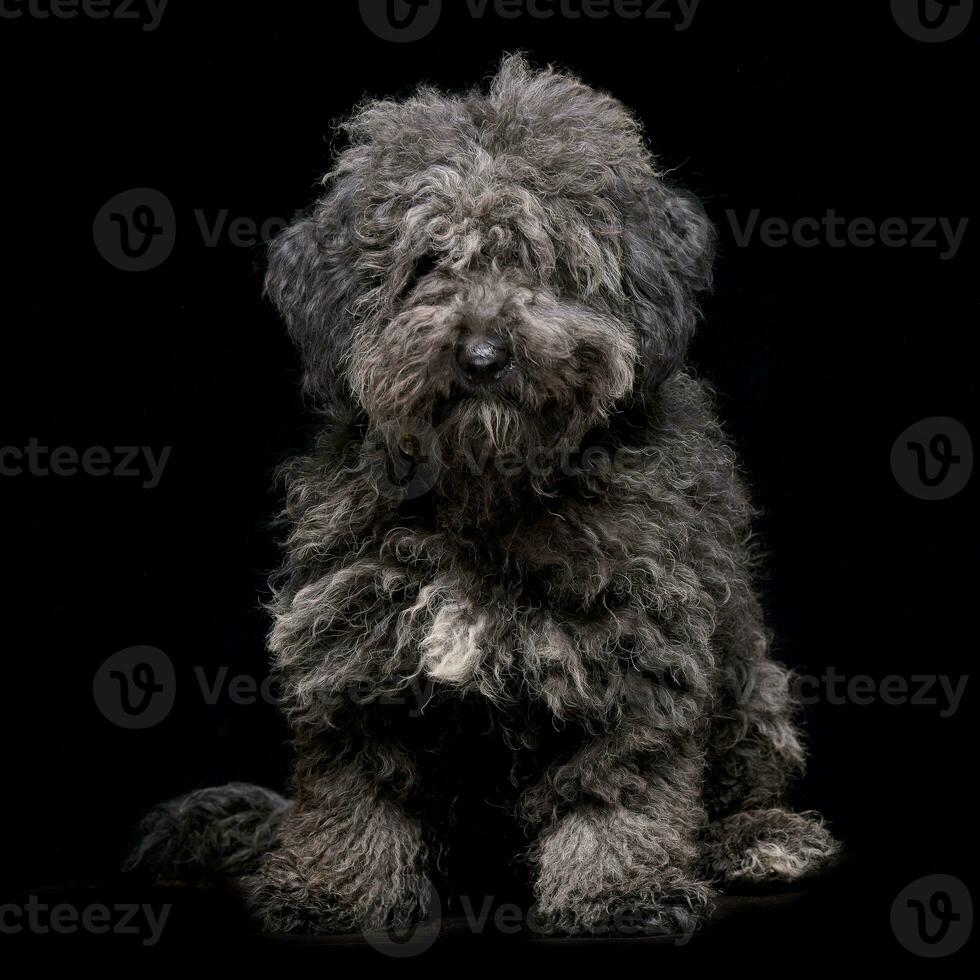 Studio shot of an adorable mixed breed dog photo