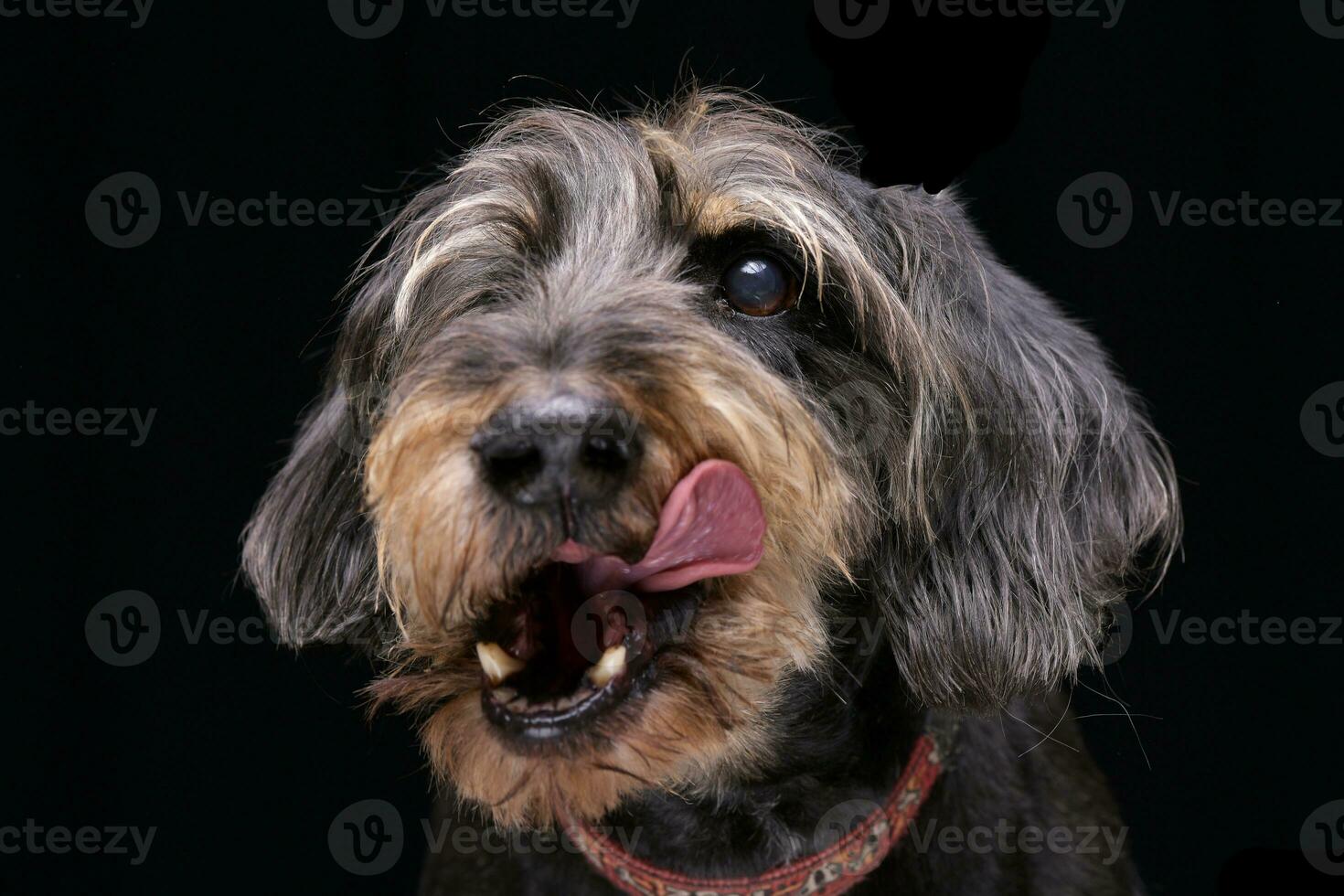 Portrait of an adorable half blind wired haired dachshund photo