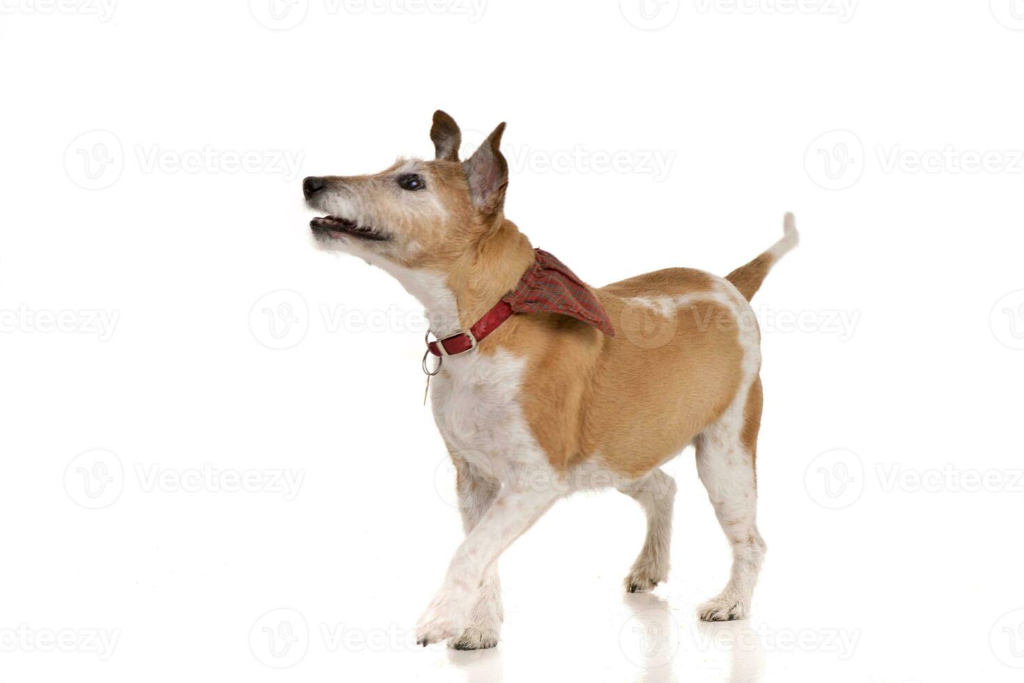 Studio shot of an old, adorable Jack Russell terrier photo