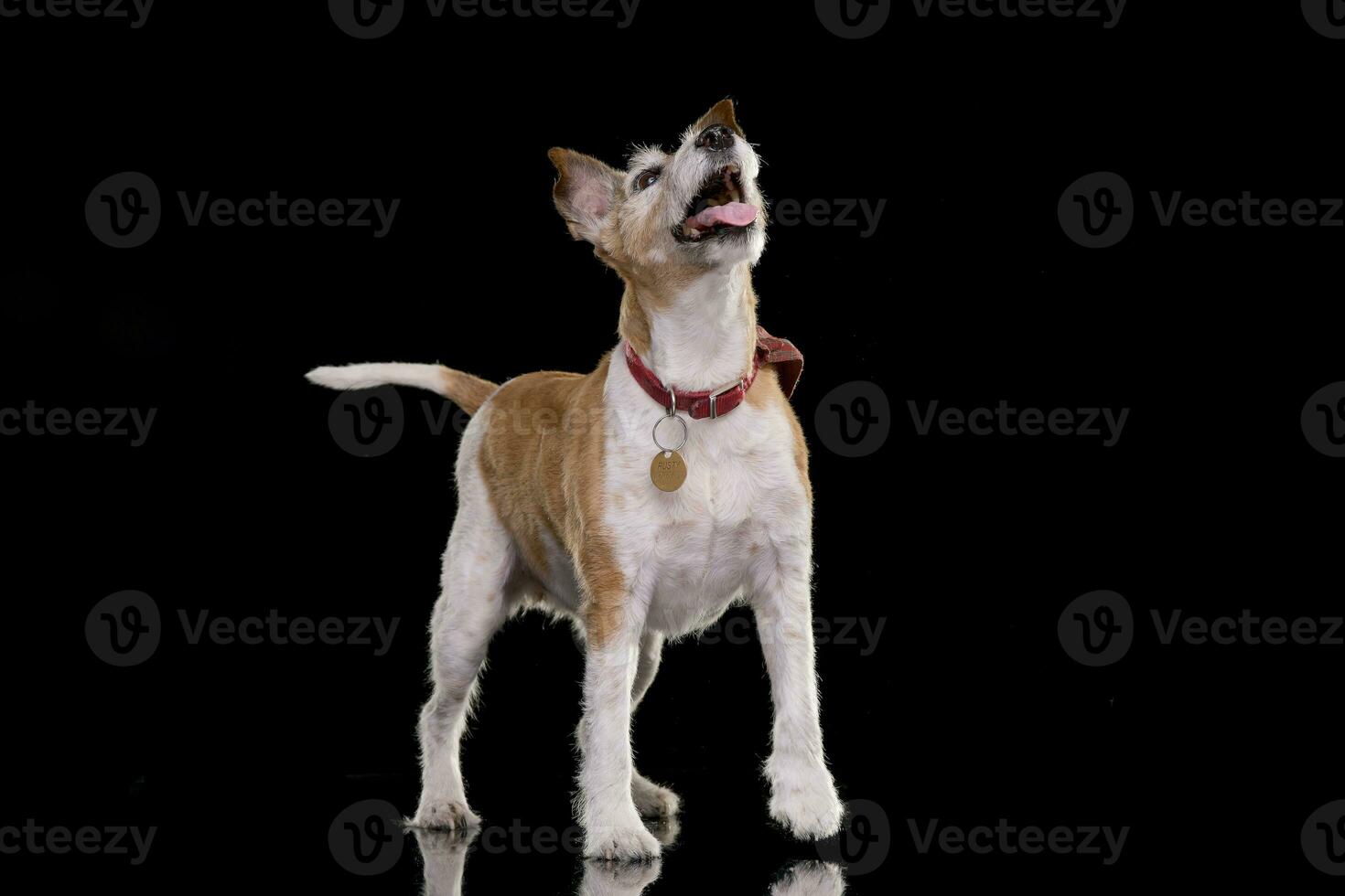 Studio shot of an old, adorable Jack Russell terrier photo