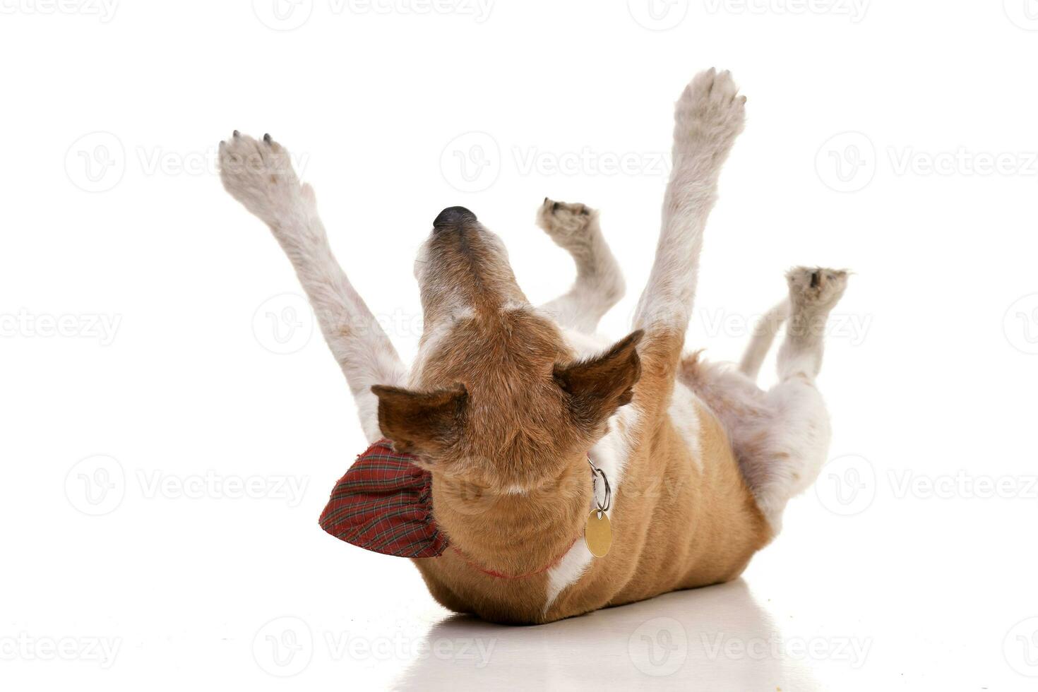 Studio shot of an old, adorable Jack Russell terrier photo