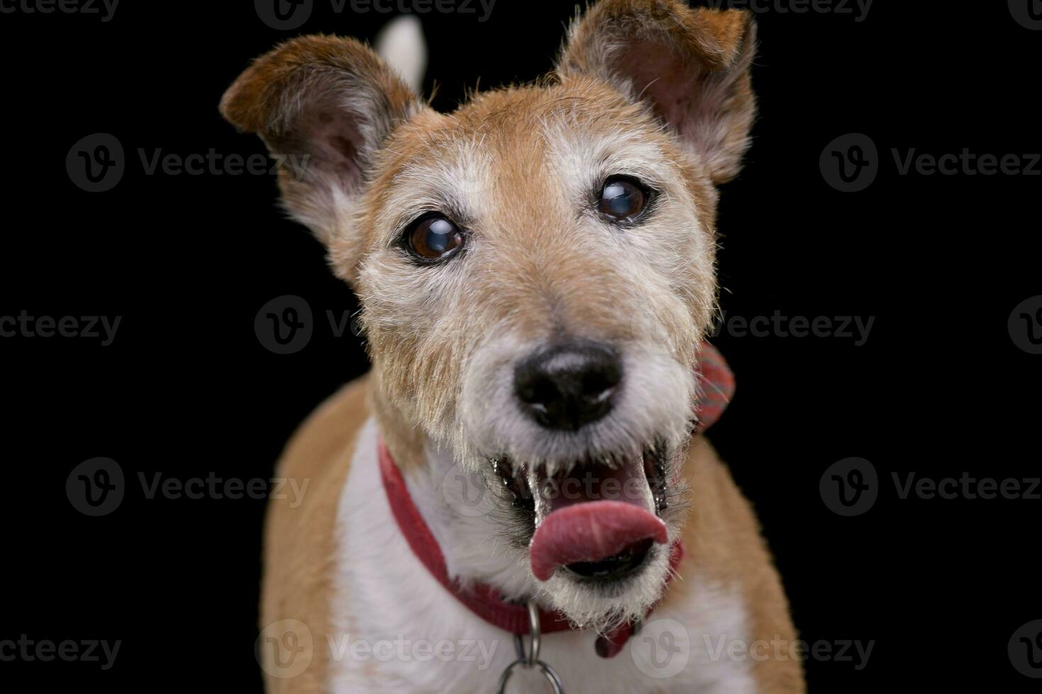 Portrait of an old, adorable Jack Russell terrier photo