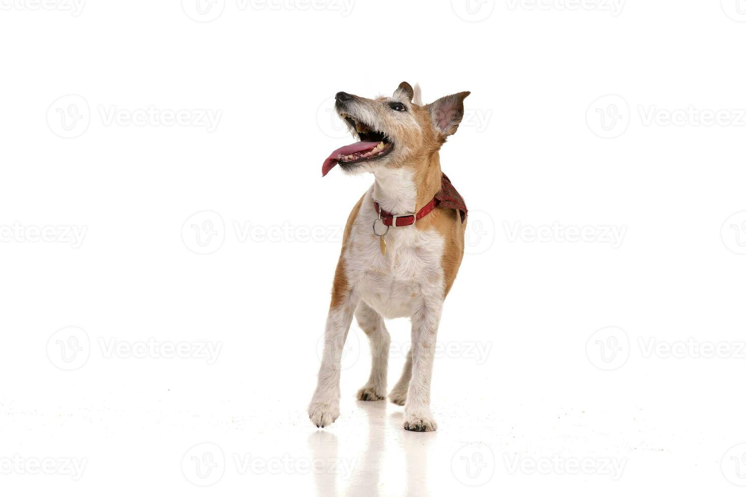 Studio shot of an old, adorable Jack Russell terrier photo