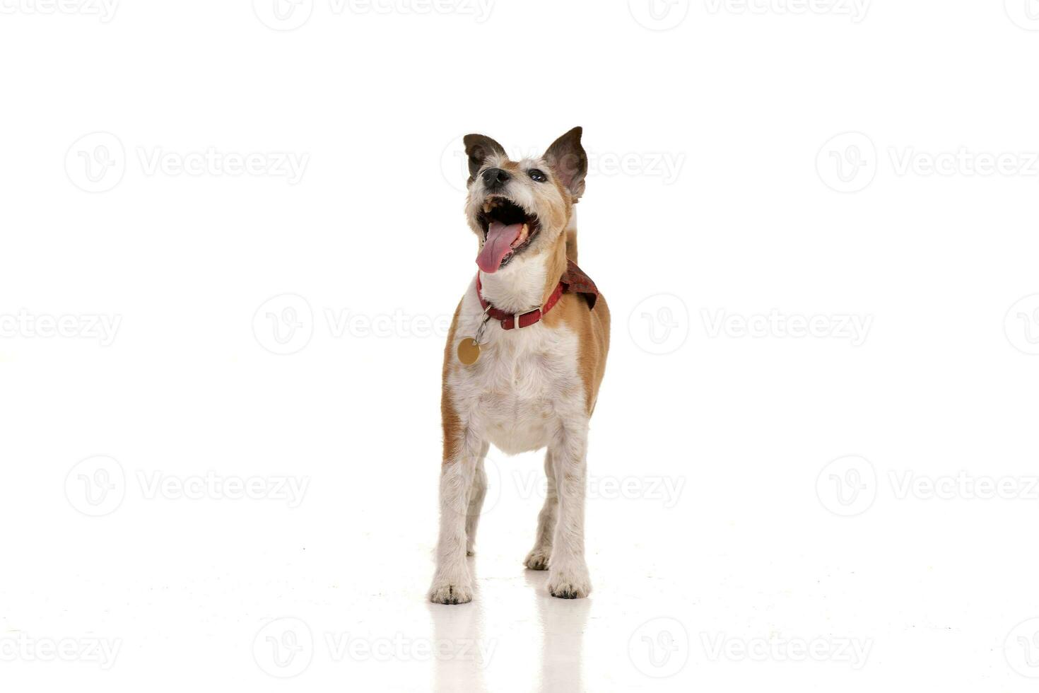 estudio Disparo de un viejo, adorable Jack Russell terrier foto
