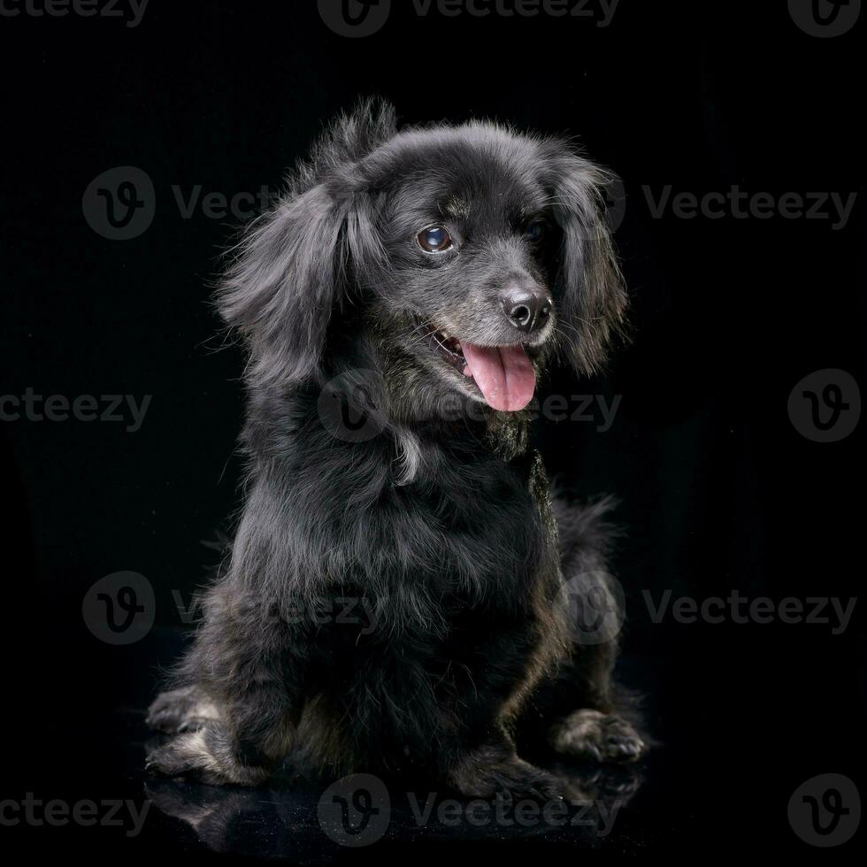 Studio shot of an adorable mixed breed dog photo