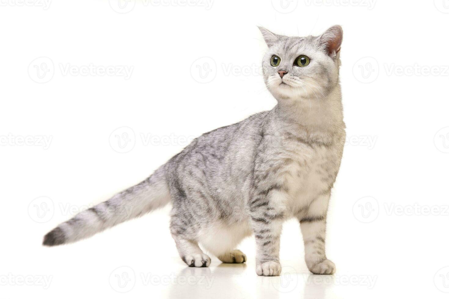 Studio shot of an adorable British shorthair cat photo