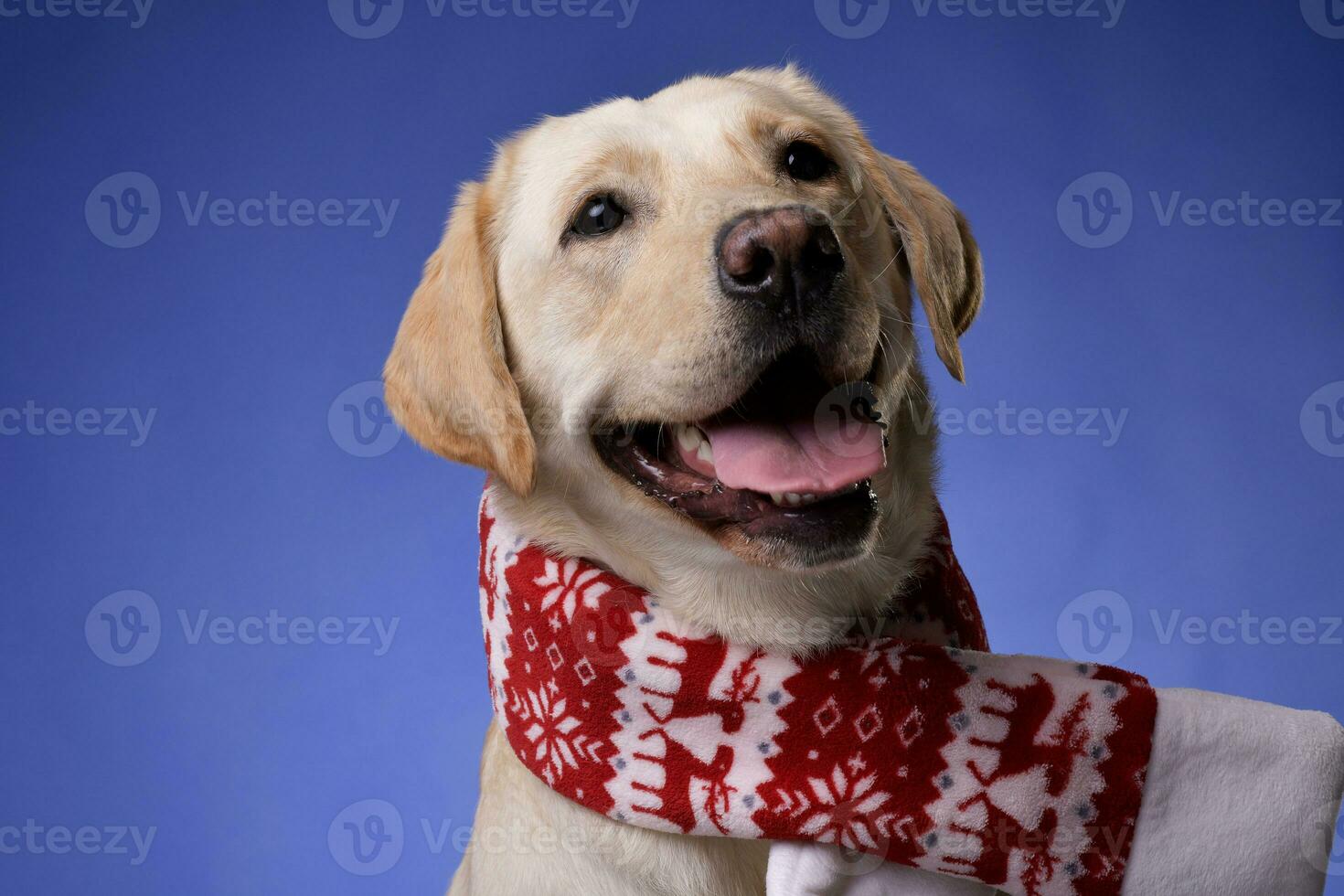An adorable Golden retriever wearing Christmas scarf photo