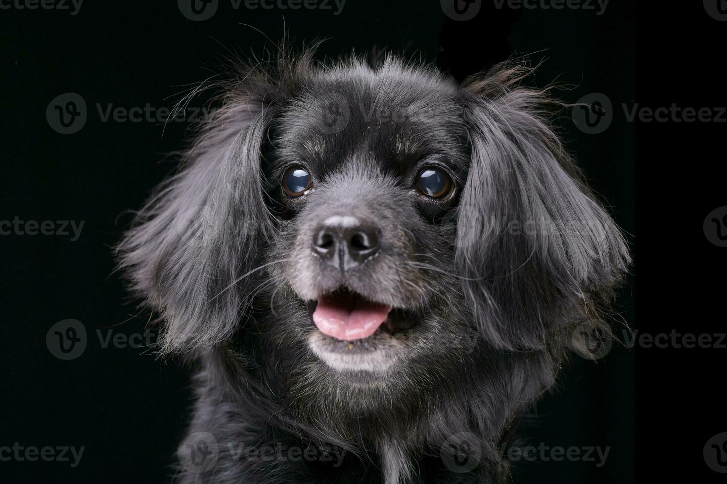 Portrait of an adorable mixed breed dog photo