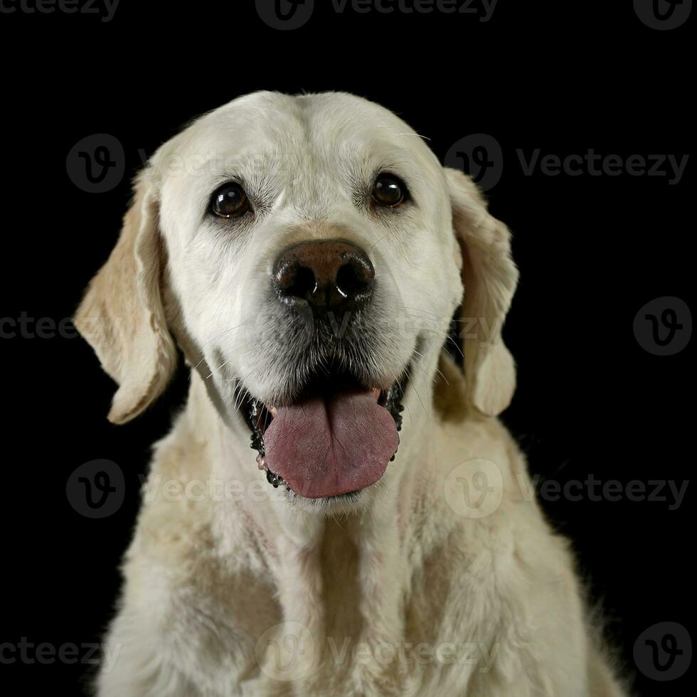 Golden retriever portrait in a dark photo studio