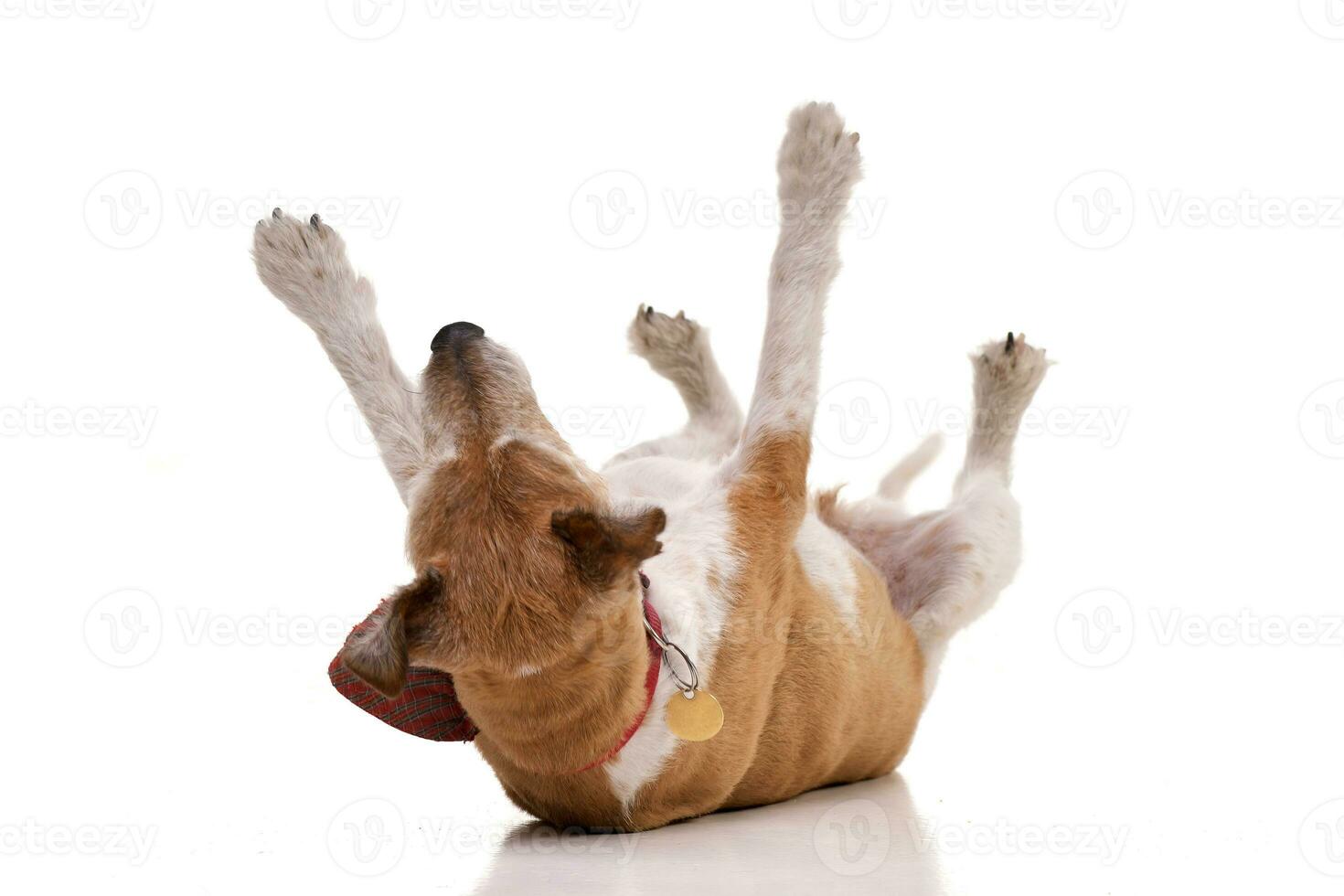 Studio shot of an old, adorable Jack Russell terrier photo