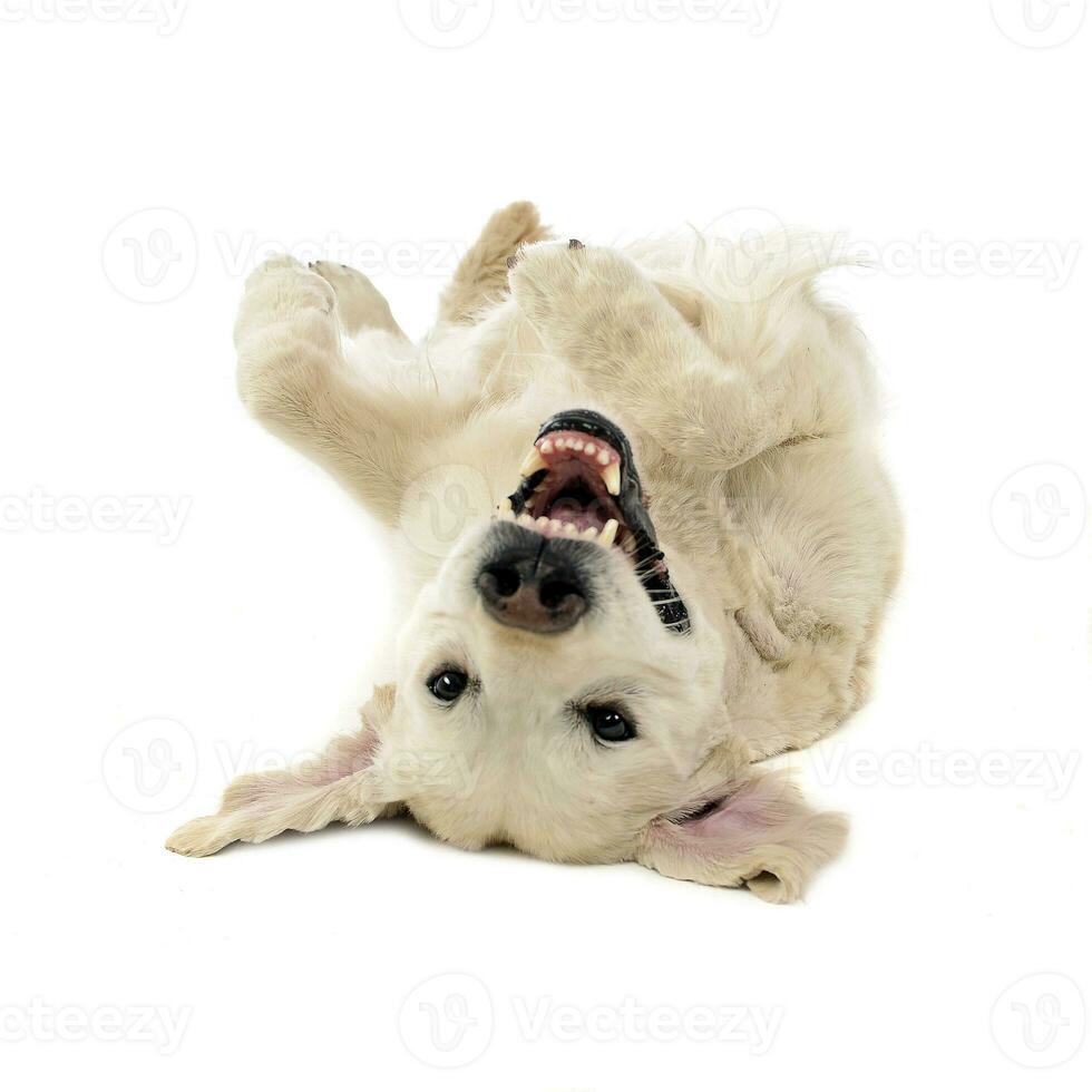 Happy labrador retriever posing in white photo studio
