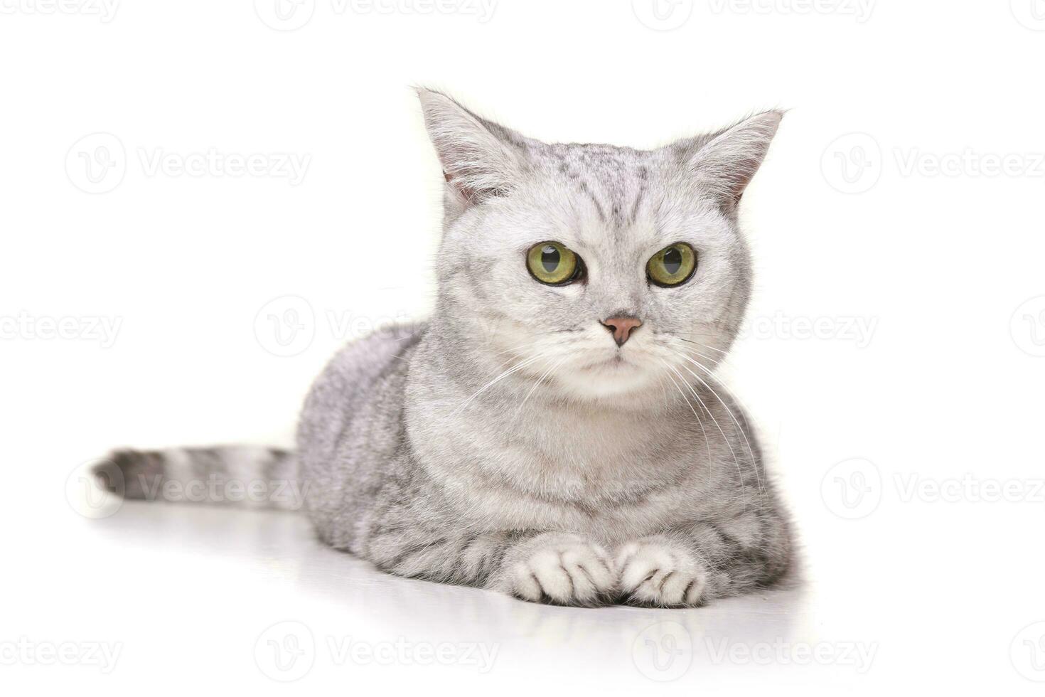 Studio shot of an adorable British shorthair cat photo