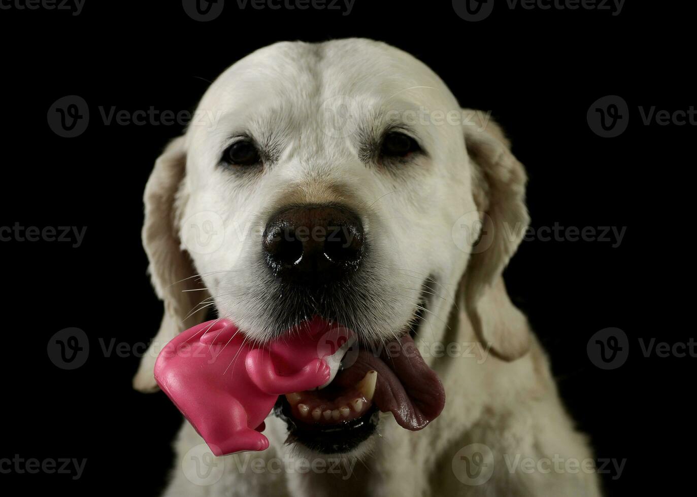 Golden retriever play witha rubber monkey in a dark photo studio