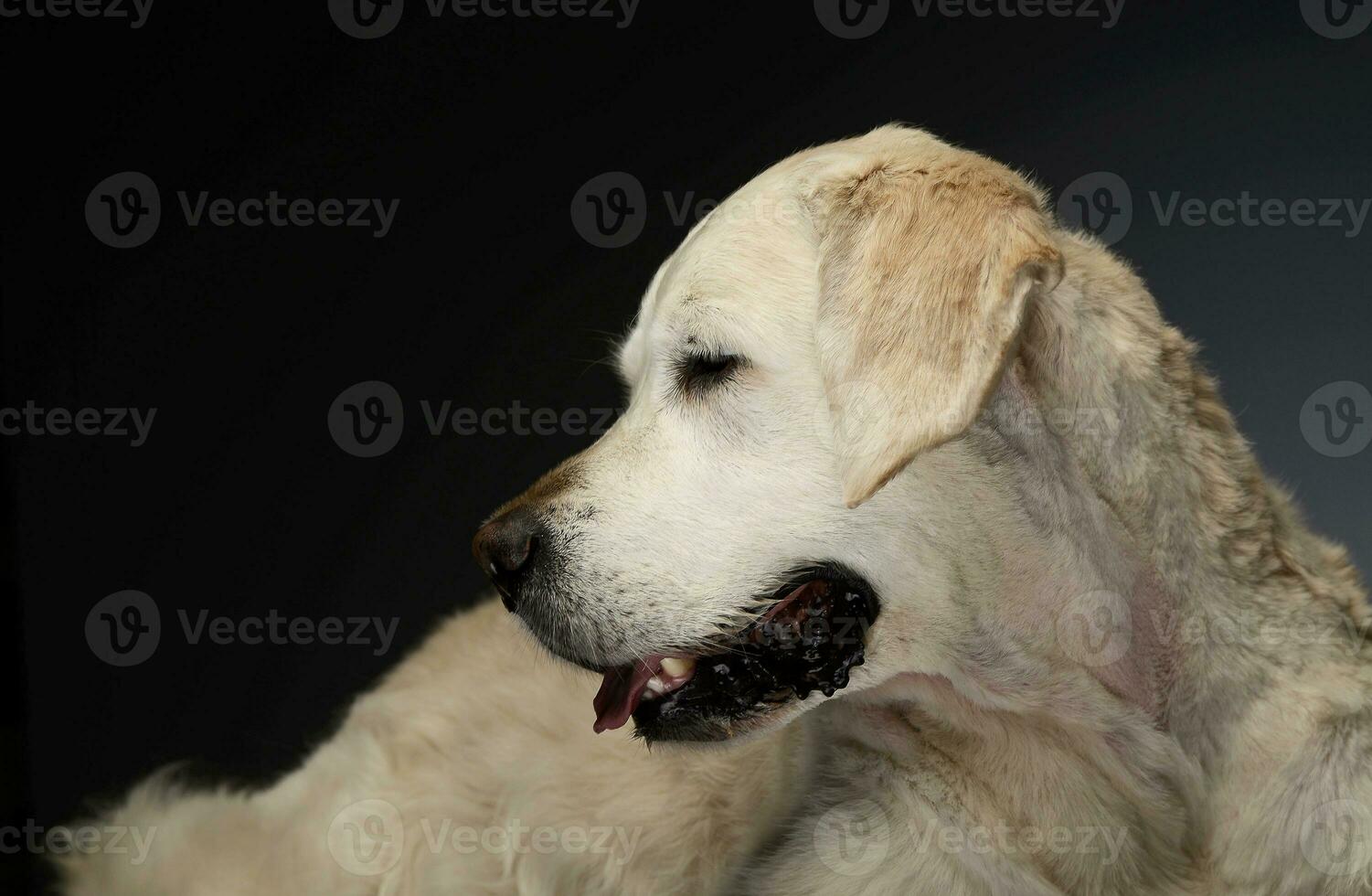 Happy labrador retriever in a gray photo studio