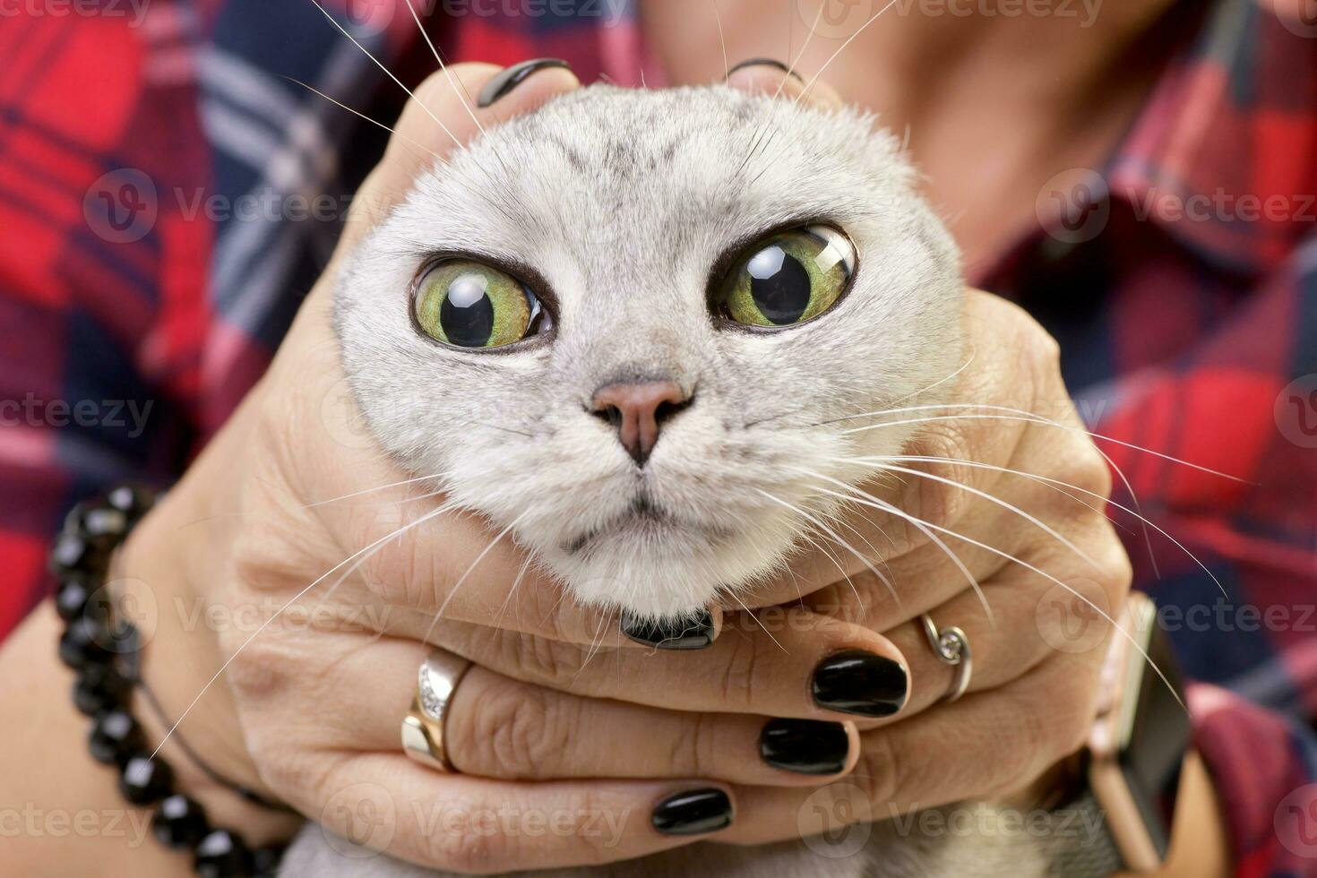 A woman holding an adorable British shorthair cat photo