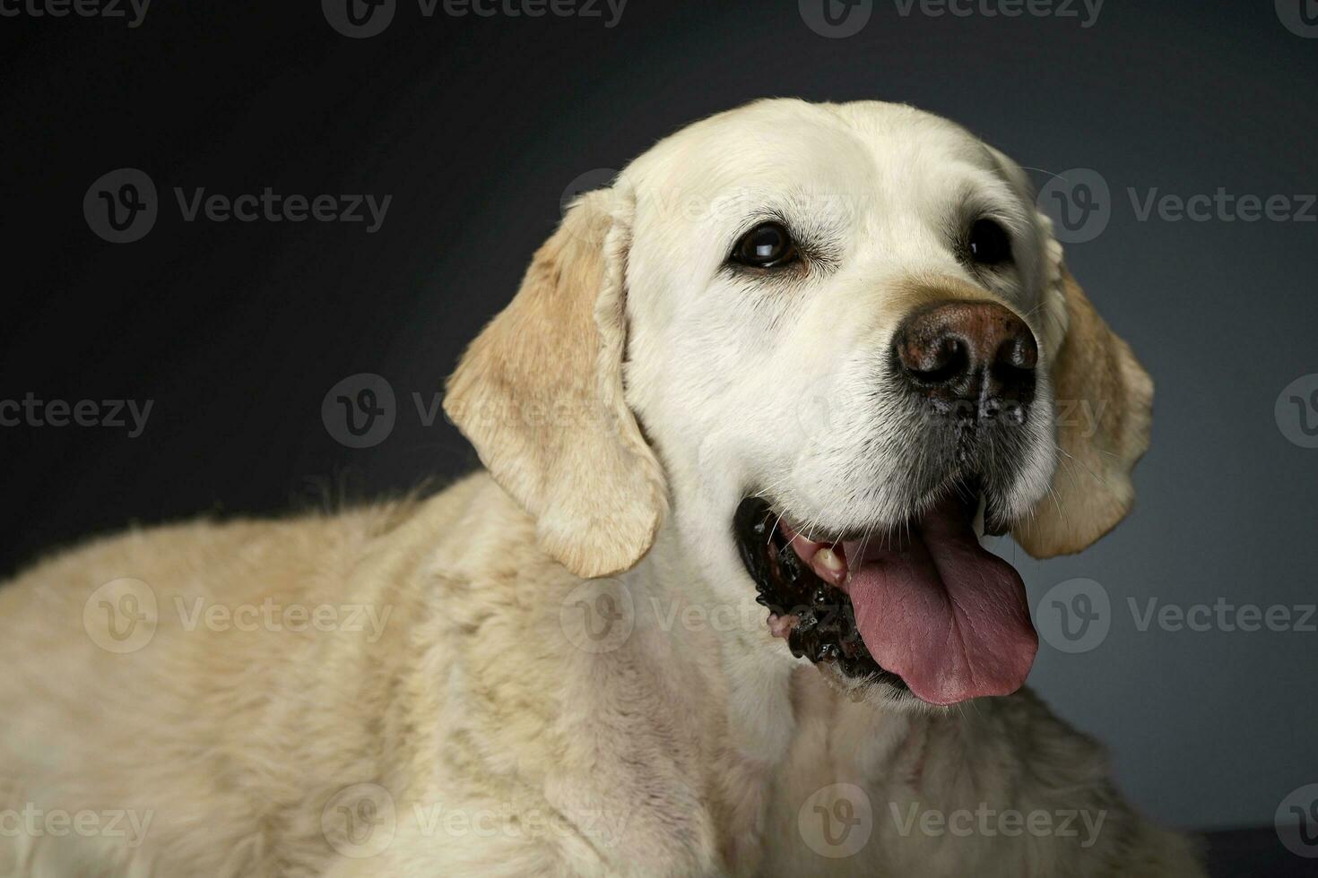 Happy labrador retriever in a gray photo studio