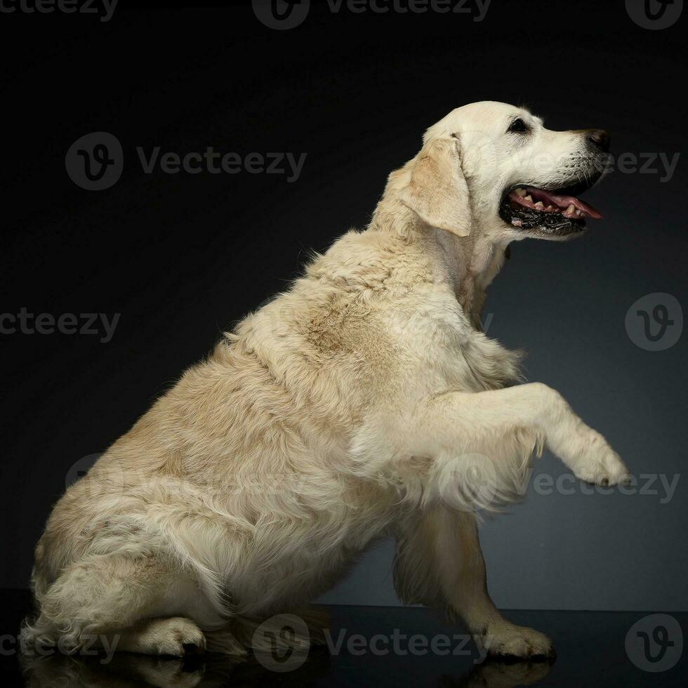 contento Labrador perdiguero en un gris foto estudio