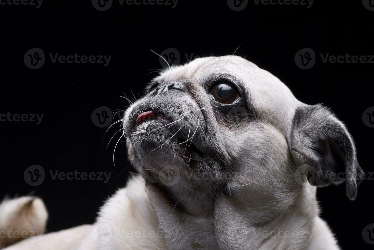 Portrait of an adorable Mops or Pug photo