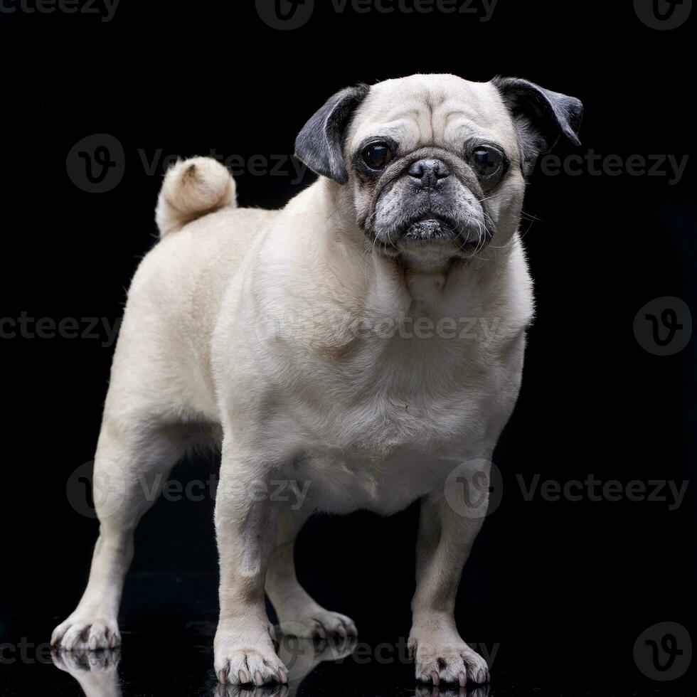 Studio shot of an adorable Mops or Pug photo