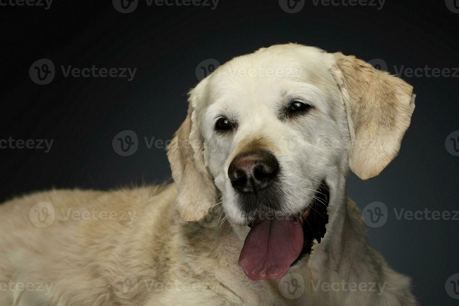 contento Labrador perdiguero en un gris foto estudio