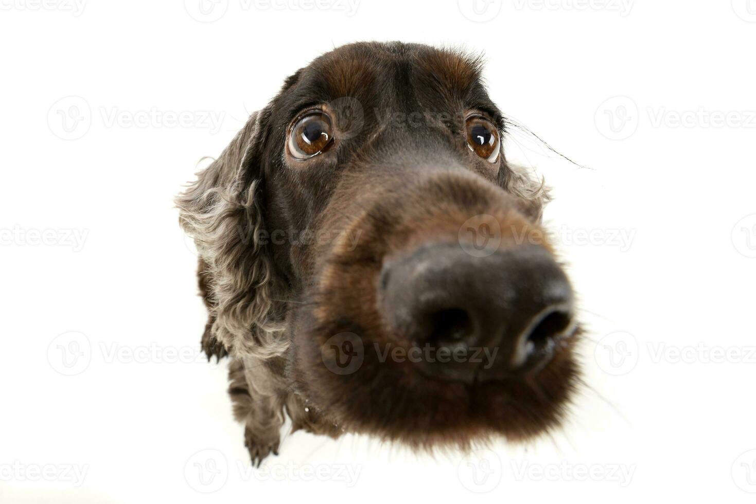 Wide angle portrait of an adorable English Cocker Spaniel photo